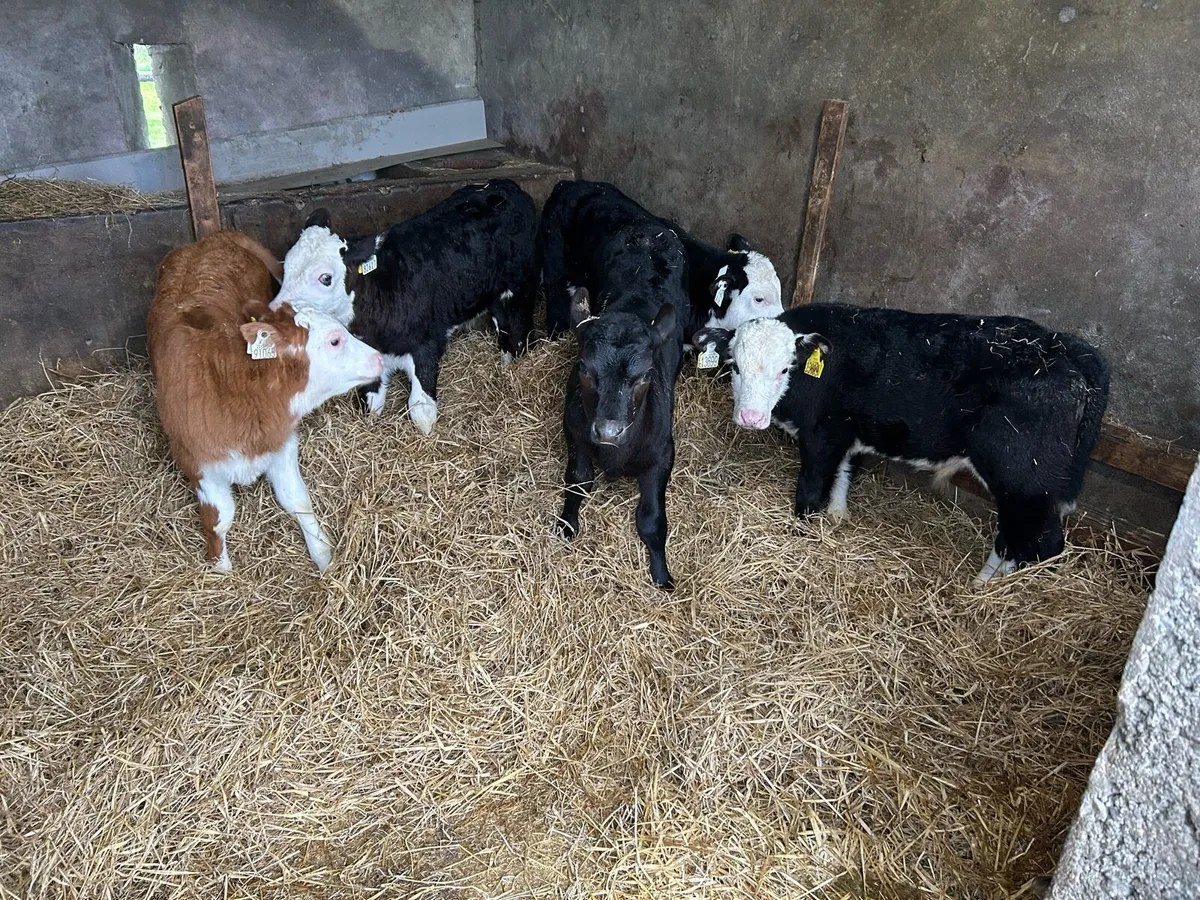 Proper Reared Whitehead Bull Calves - Image 2
