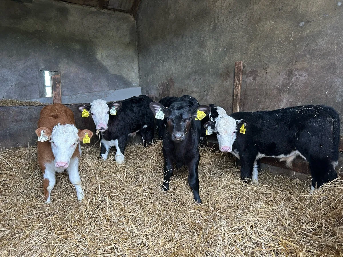 Proper Reared Whitehead Bull Calves - Image 1