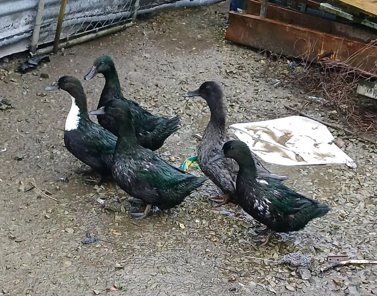 Cayuga Ducks, moscovi all female - Image 2