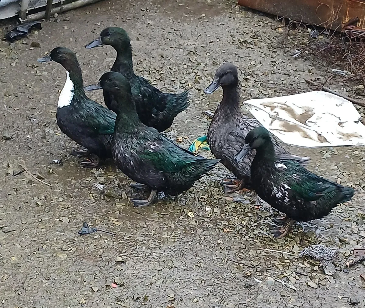 Cayuga Ducks, moscovi all female - Image 3