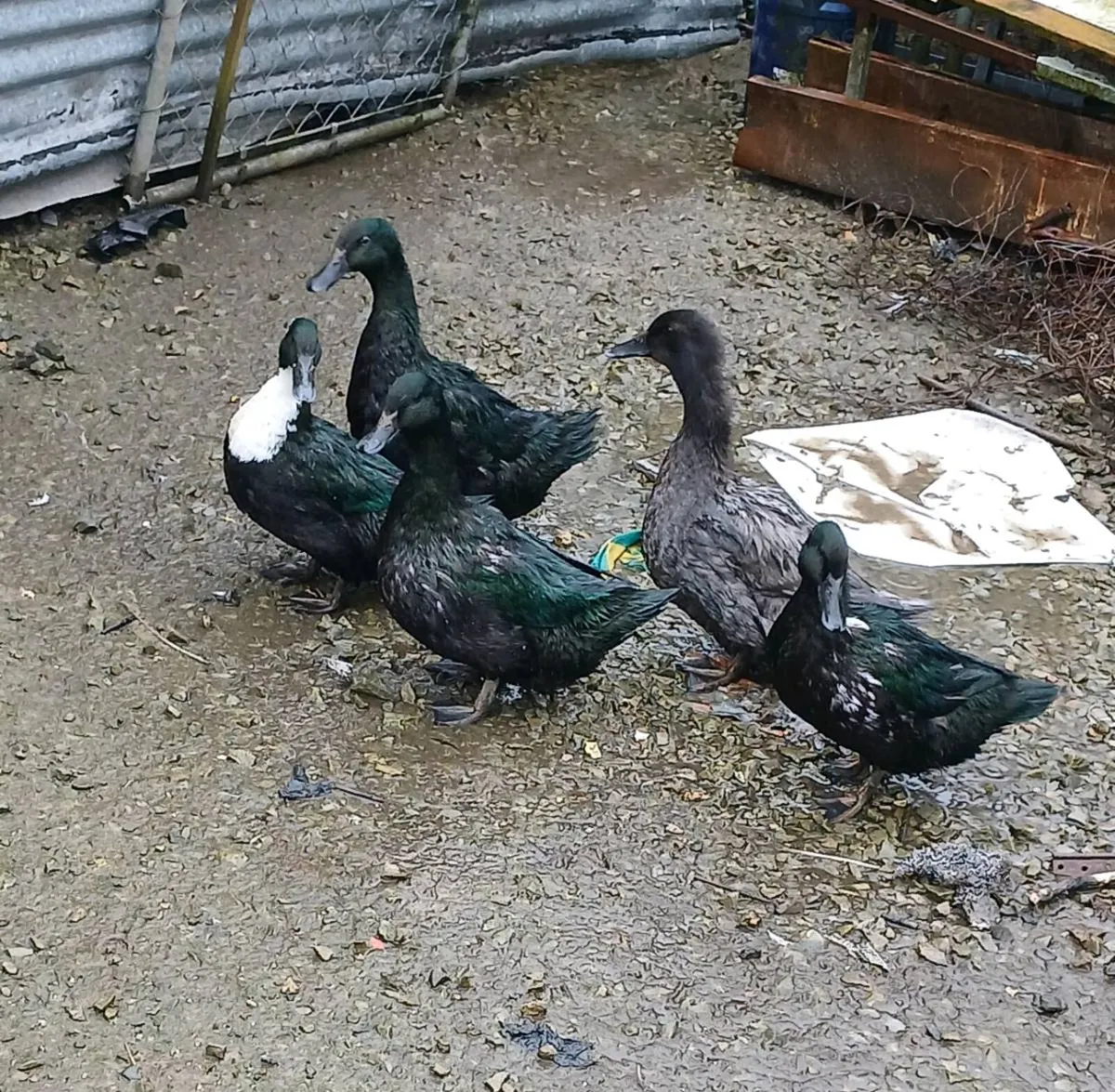 Cayuga Ducks, moscovi all female - Image 4