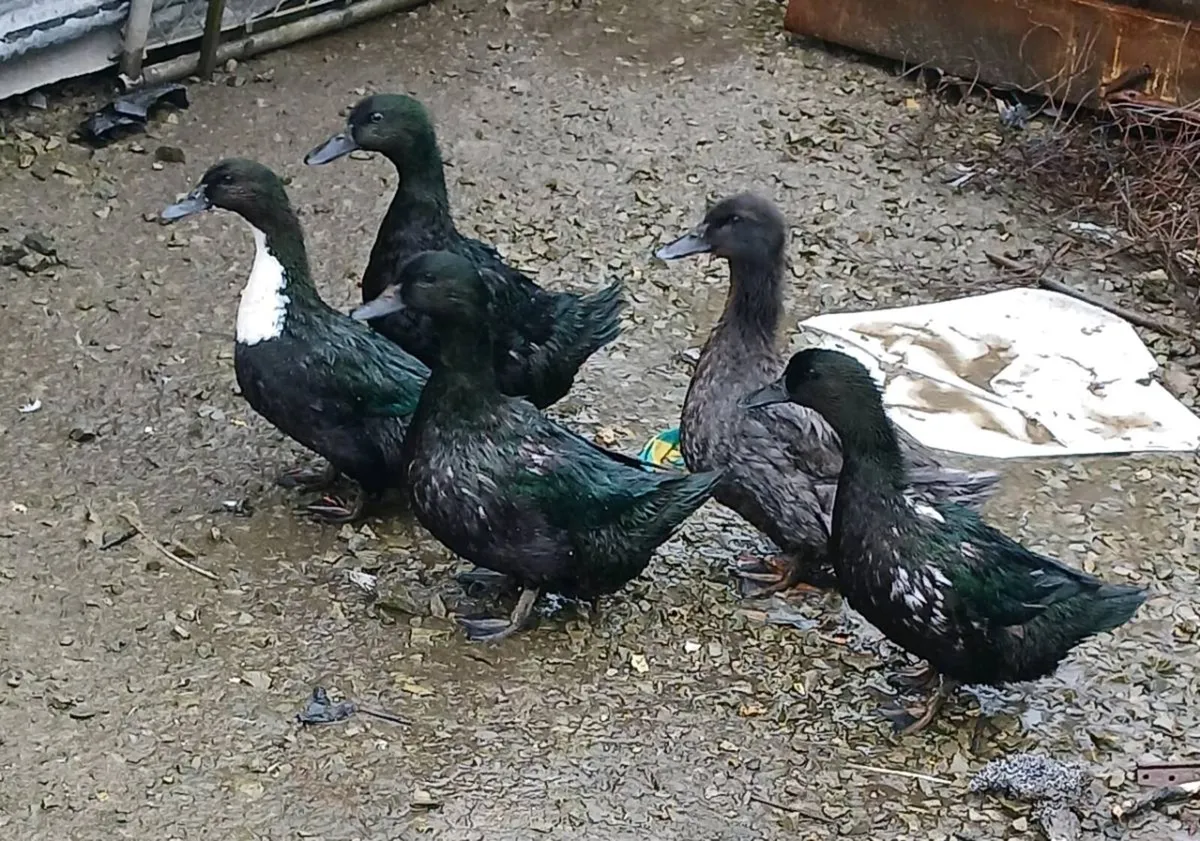 Cayuga Ducks, moscovi all female - Image 1