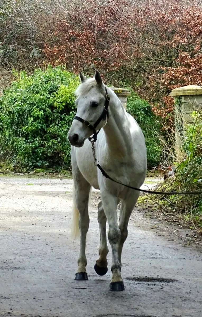 Homebred 5-Year-Old Connemara Gelding – 154cm - Image 1