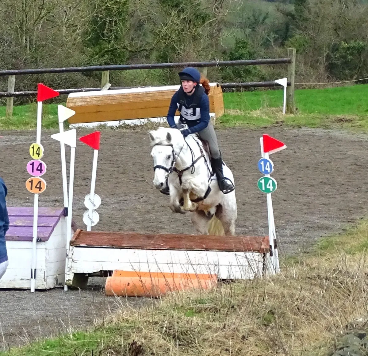 Homebred 5-Year-Old Connemara Gelding – 154cm - Image 2