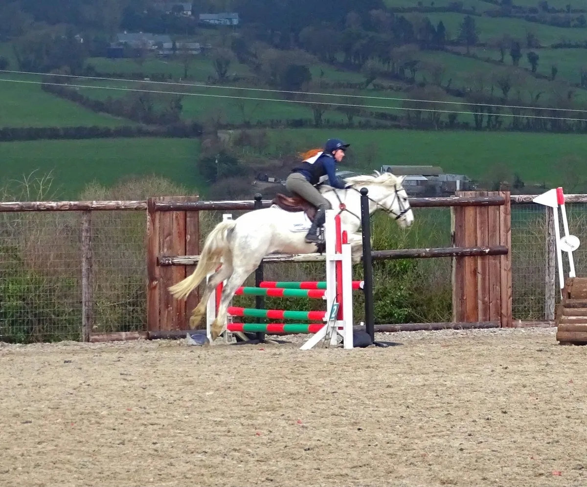 Homebred 5-Year-Old Connemara Gelding – 154cm - Image 3