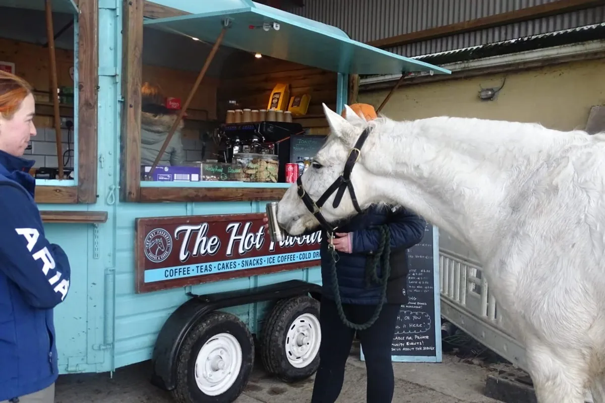 Homebred 5-Year-Old Connemara Gelding – 154cm - Image 4