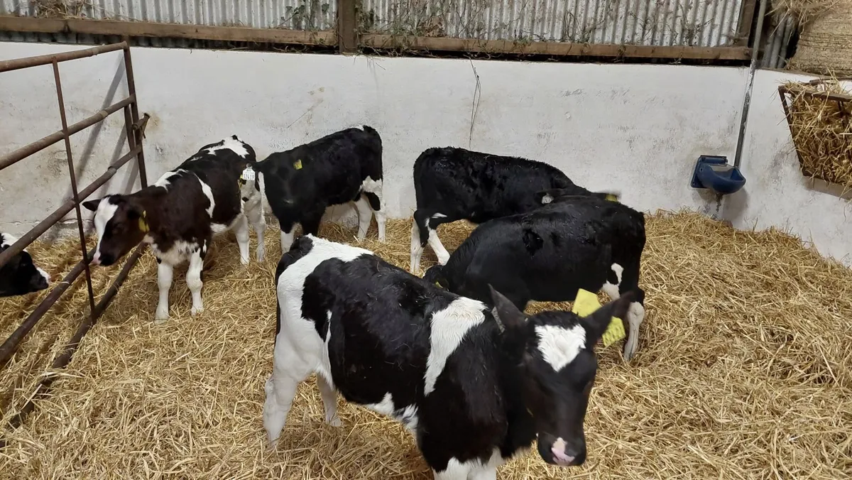 Friesian Heifer Calves - Image 1