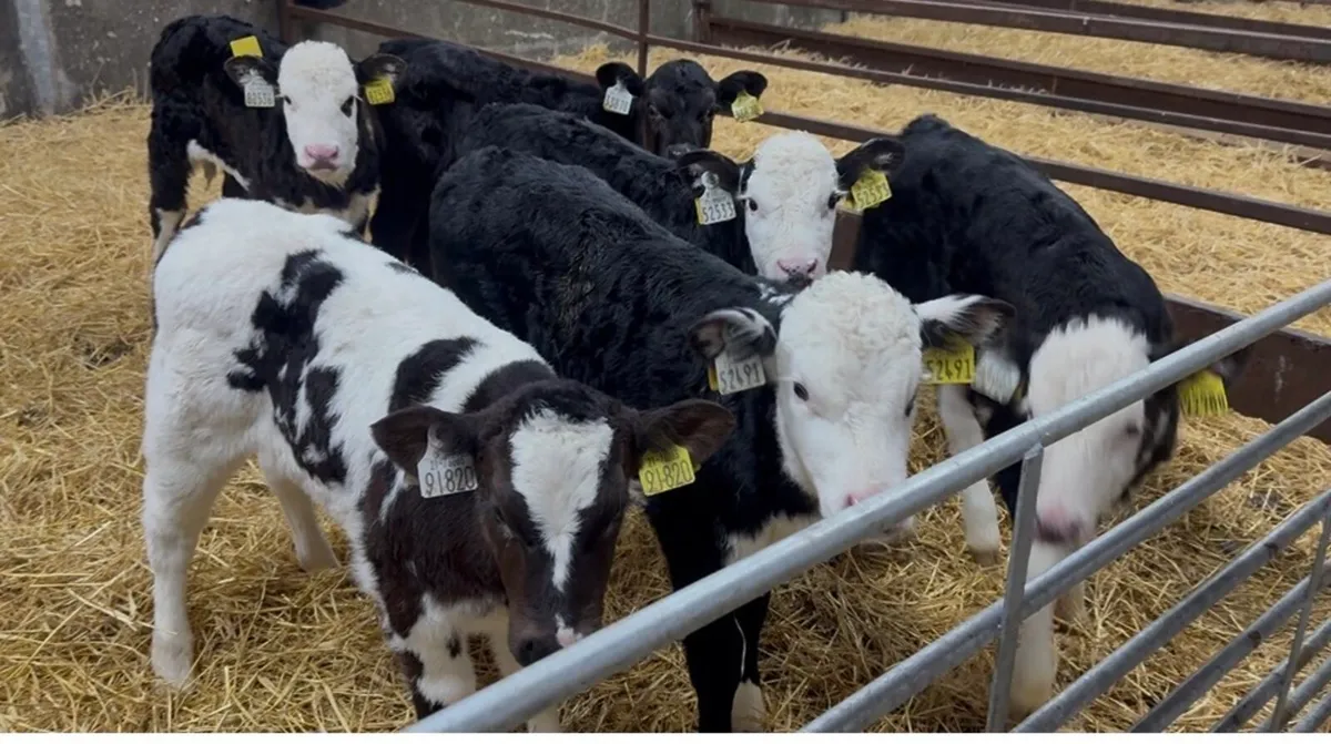 ❌ Hefier calves❌ - Image 2