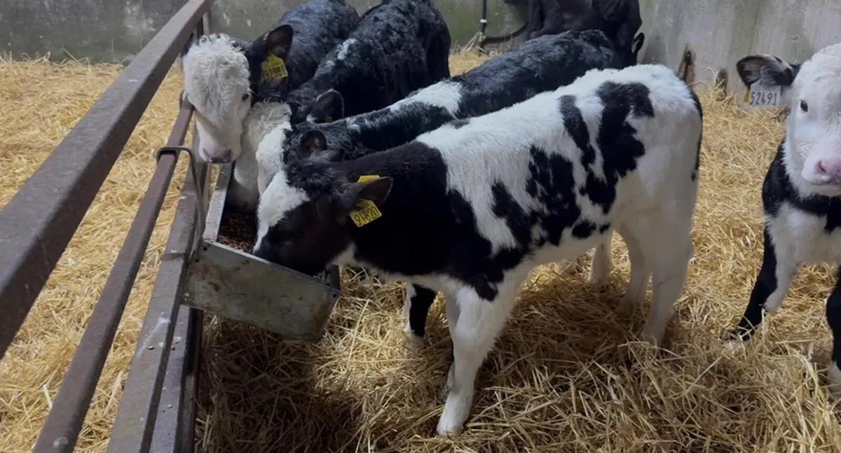 ❌ Hefier calves❌ - Image 3