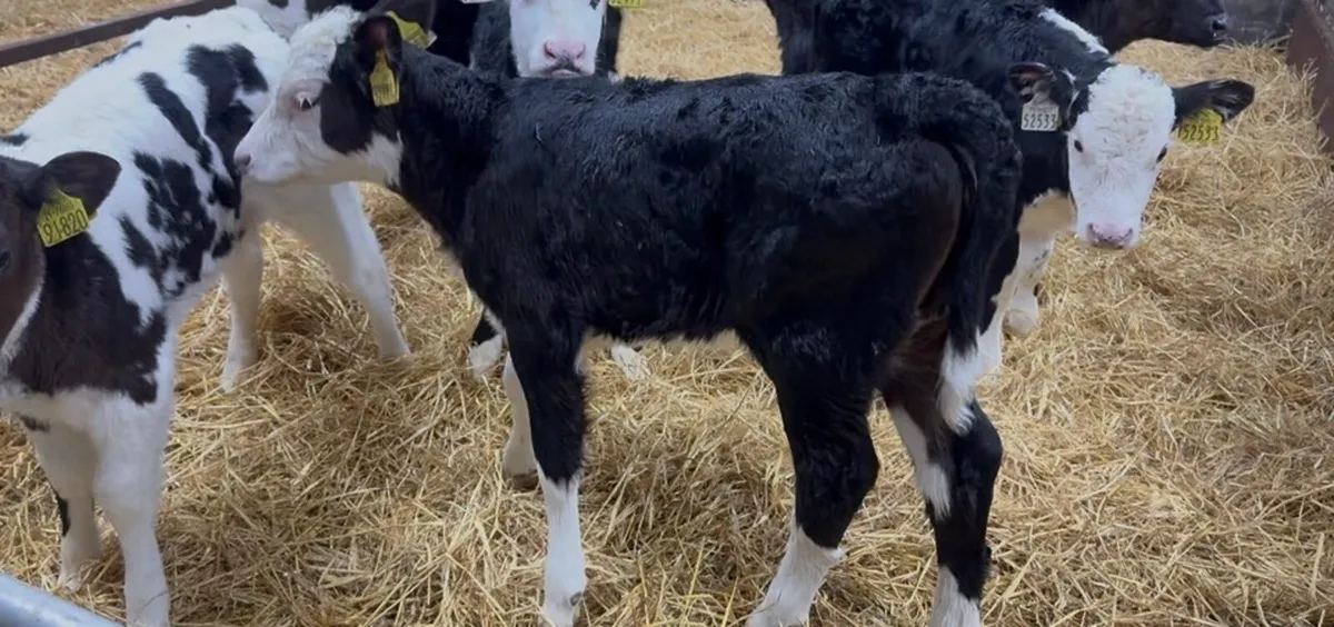 ❌ Hefier calves❌ - Image 4