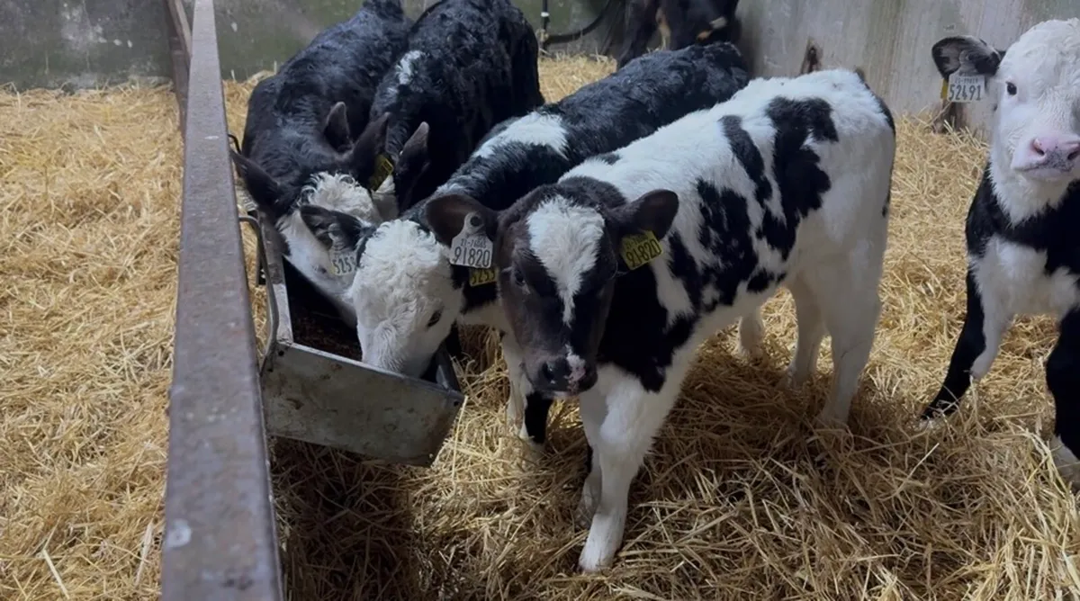 ❌ Hefier calves❌ - Image 1