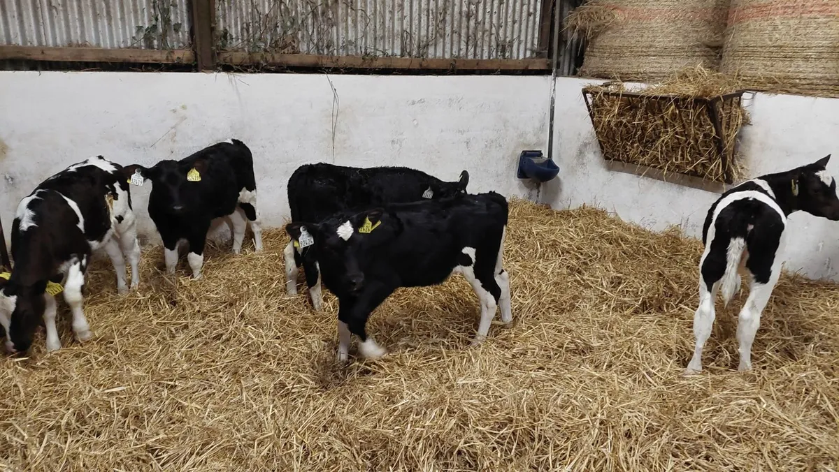 Friesian Heifer Calves - Image 2