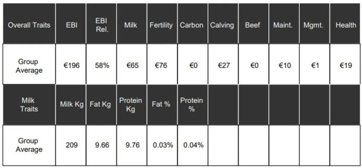 Friesian Heifer Calves - Image 3