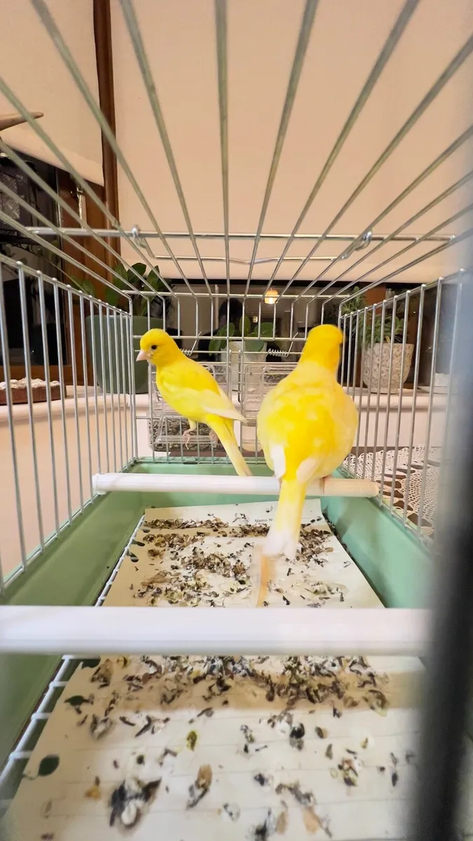 Canaries - Image 1