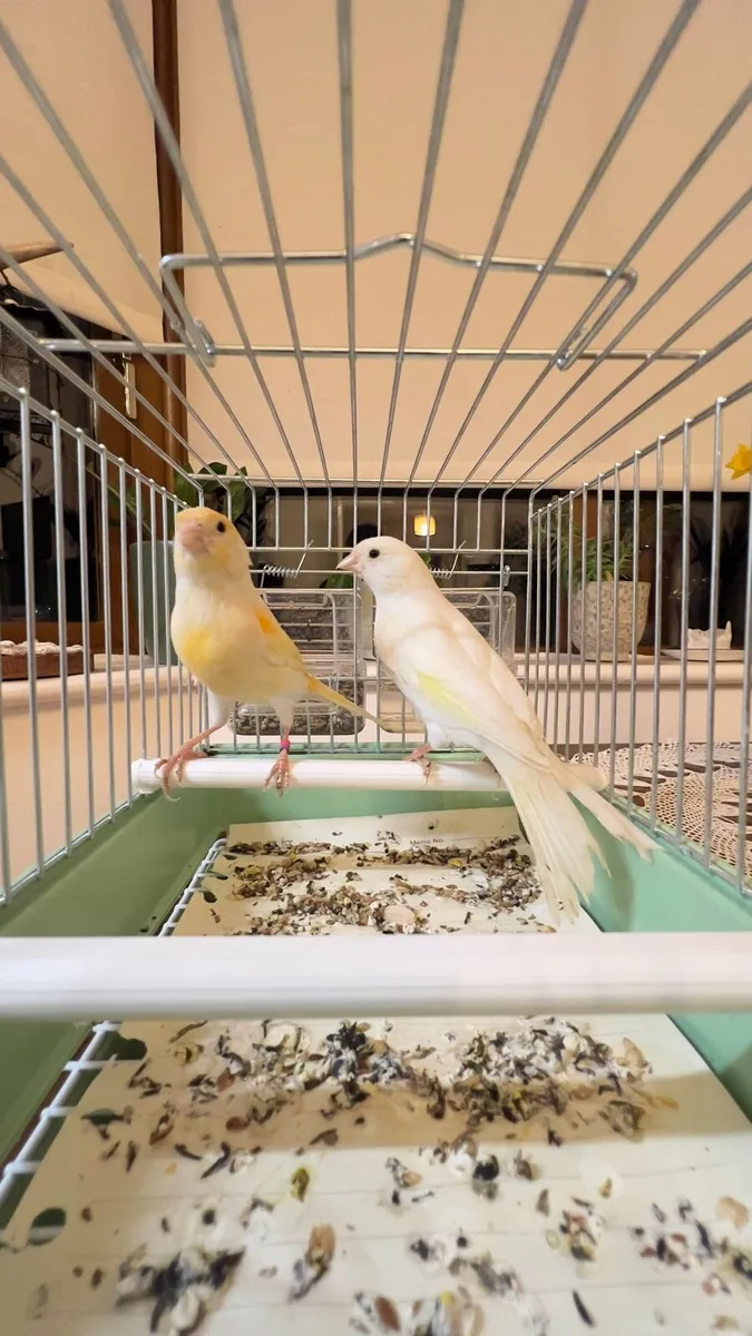 Canaries - Image 2