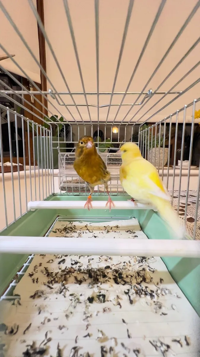 Canaries - Image 3