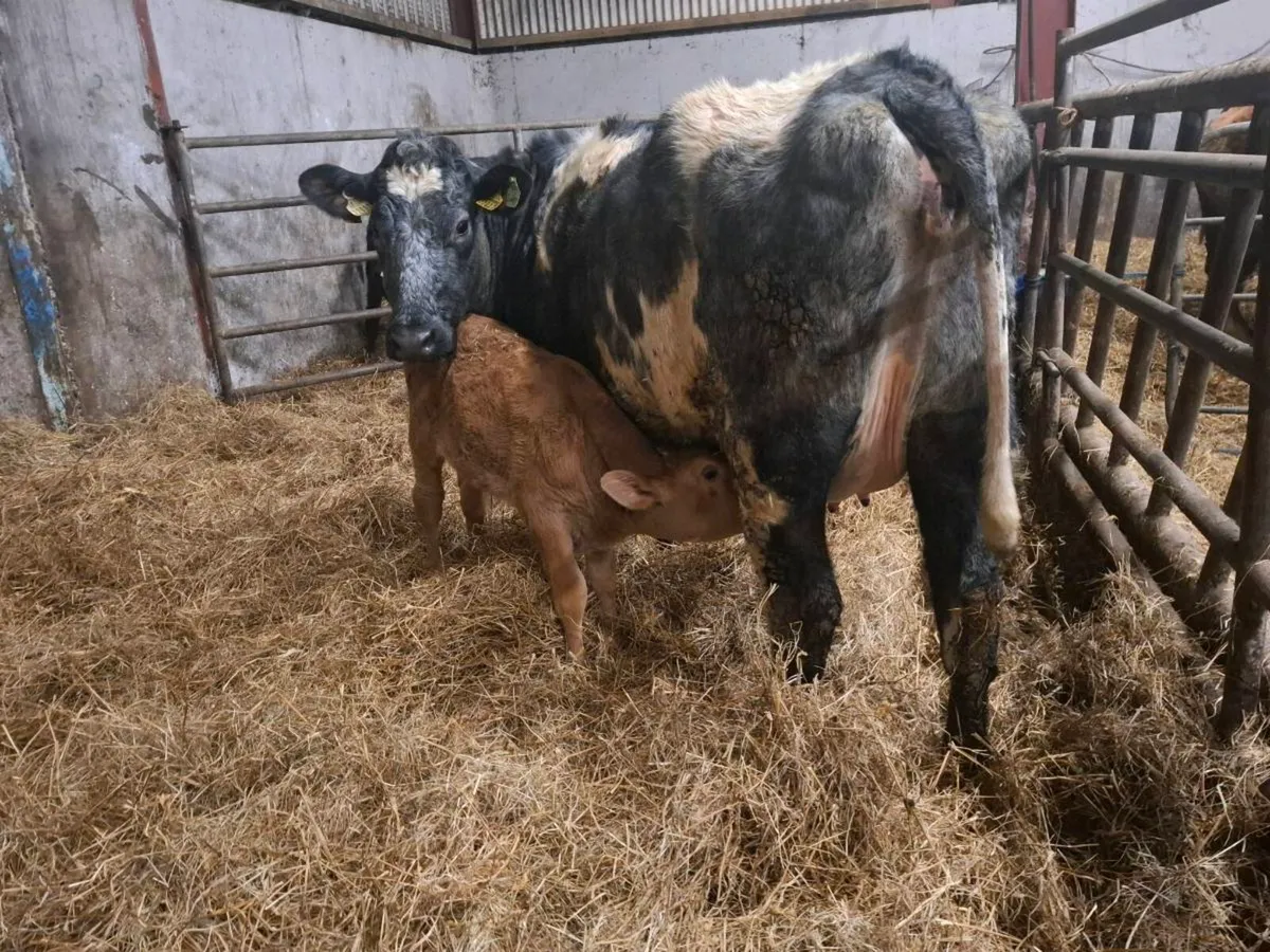 Blue and Shorthorn Calved Heifers - Image 1