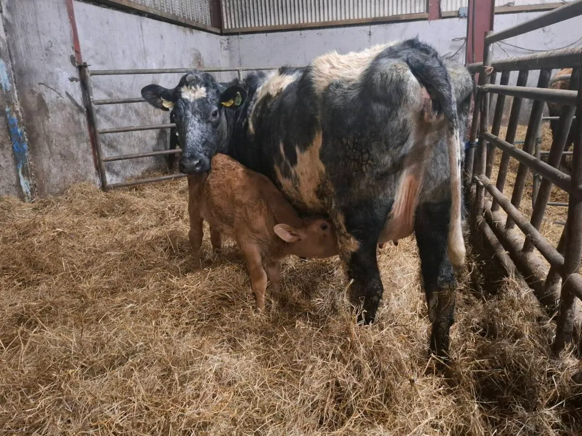 Blue and Shorthorn Calved Heifers - Image 2