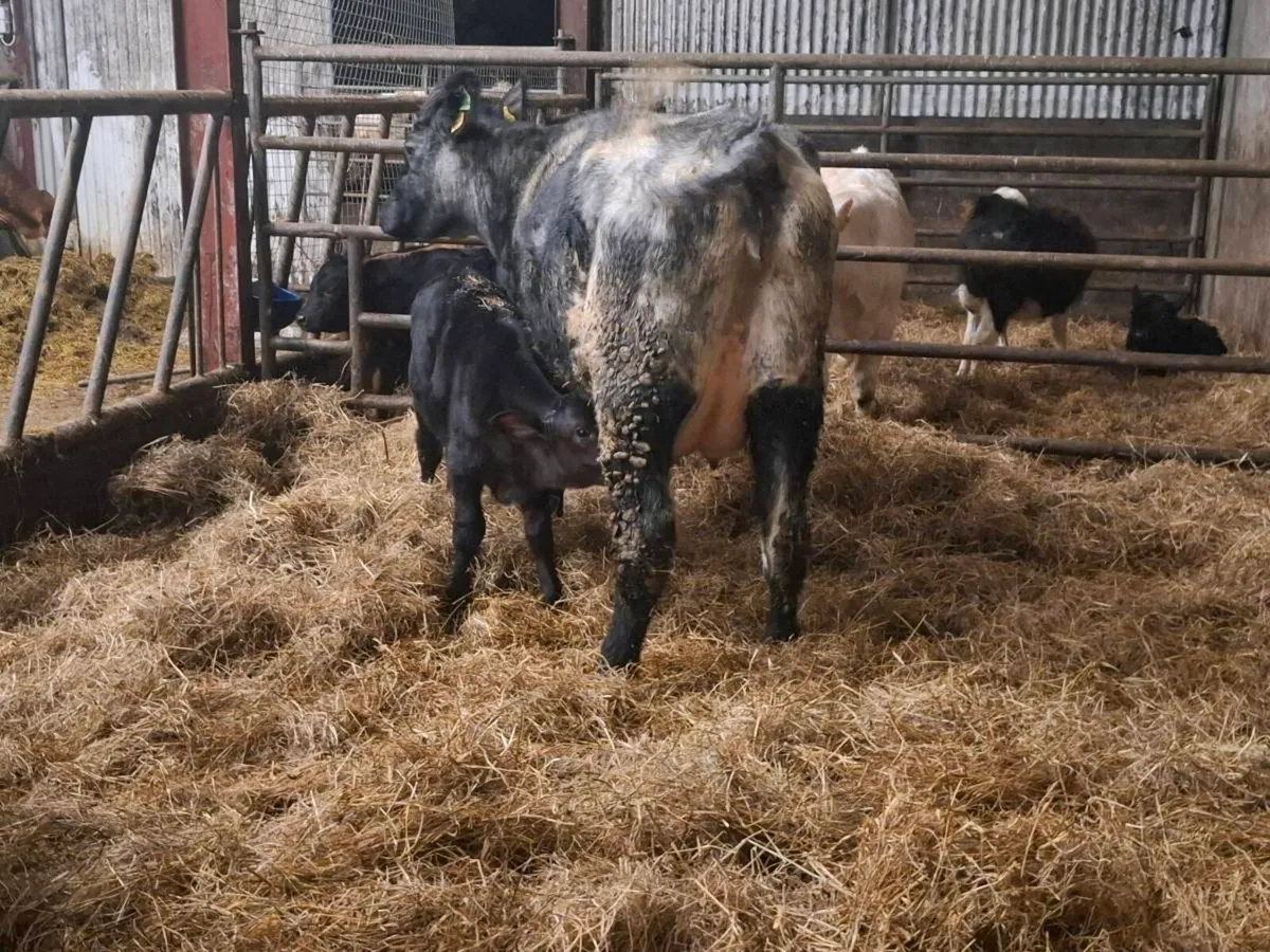 Blue and Shorthorn Calved Heifers - Image 3