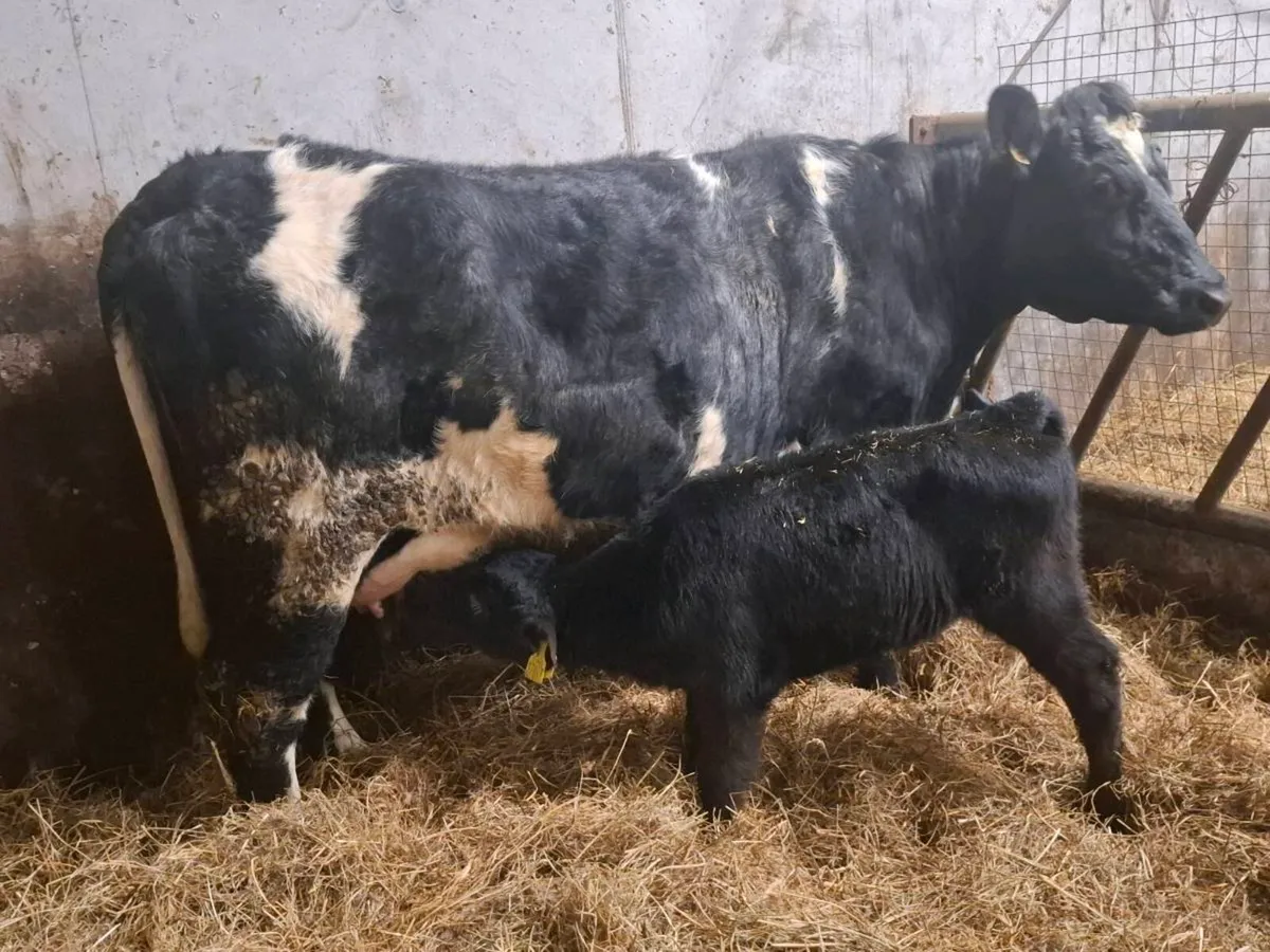 Blue and Shorthorn Calved Heifers - Image 4