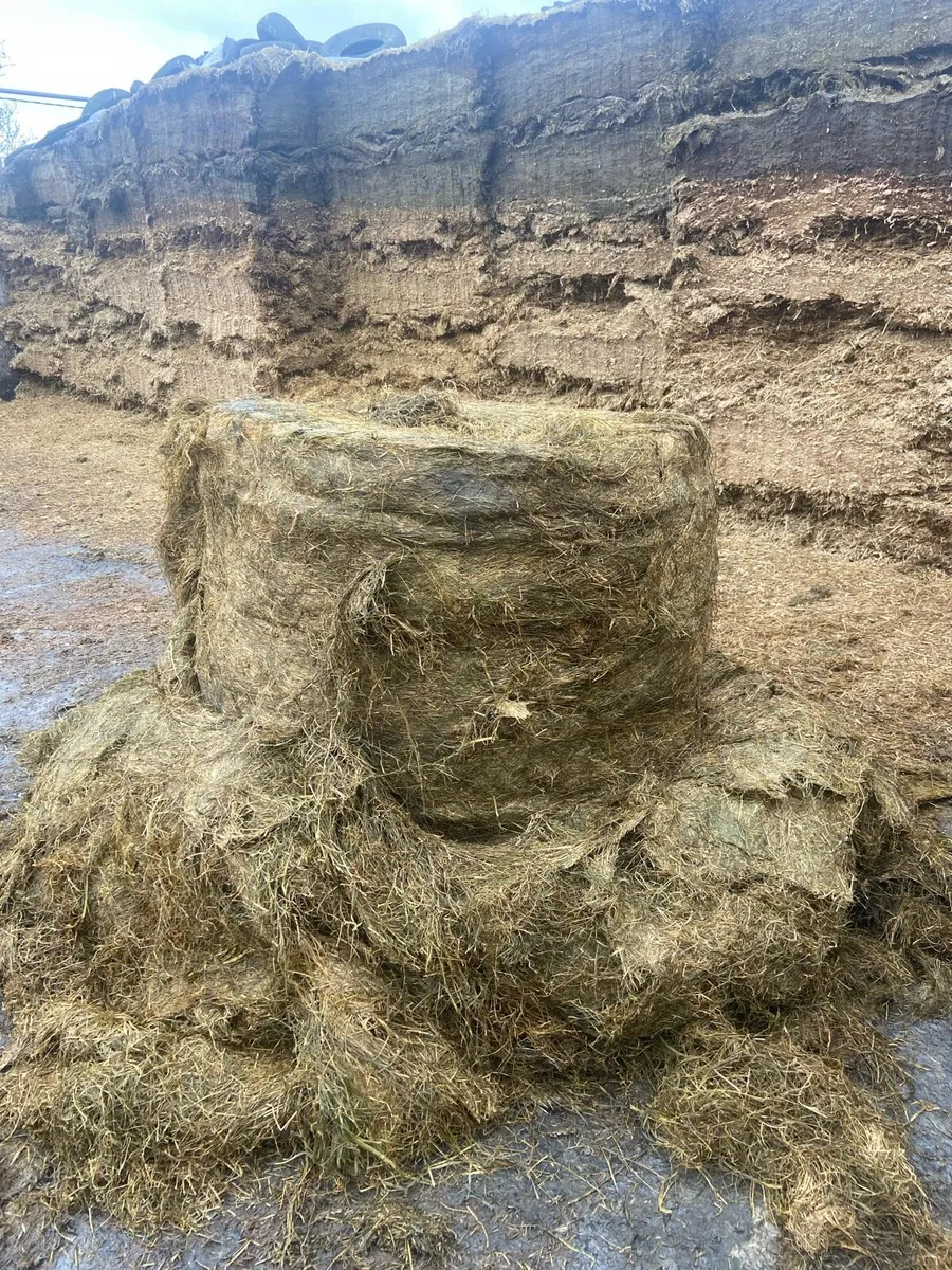 Silage Bales - Image 2