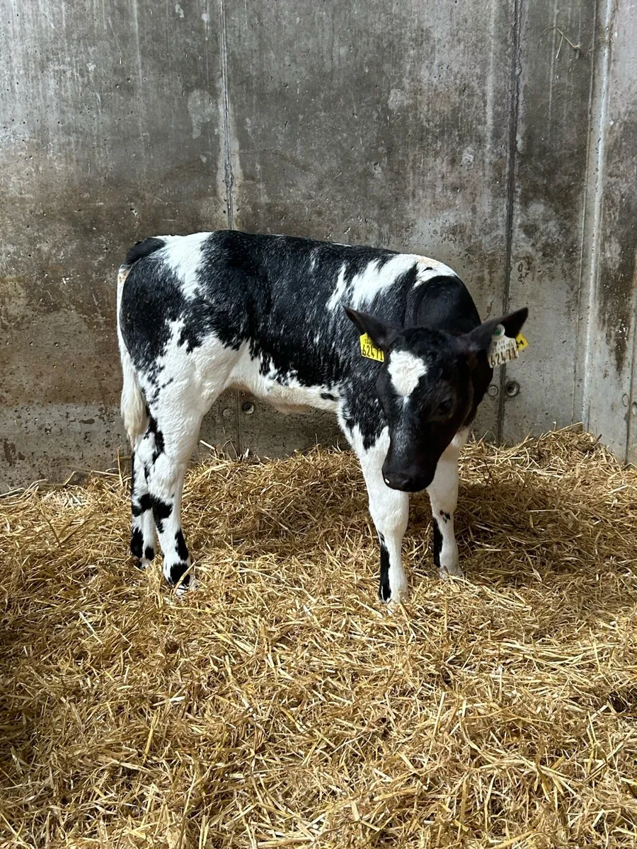 Quality Belgium Blue Heifers - Image 3