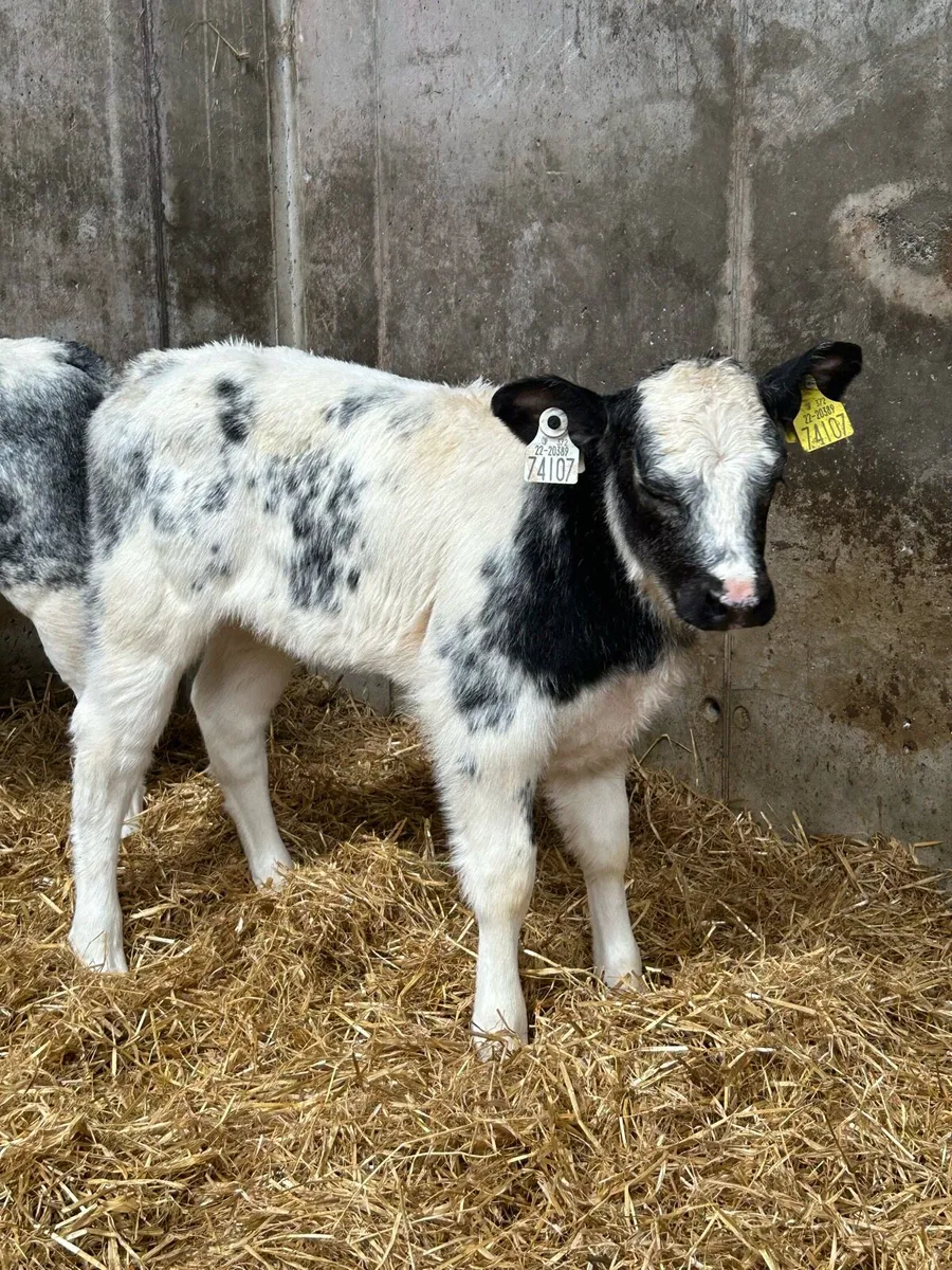 Quality Belgium Blue Heifers - Image 4