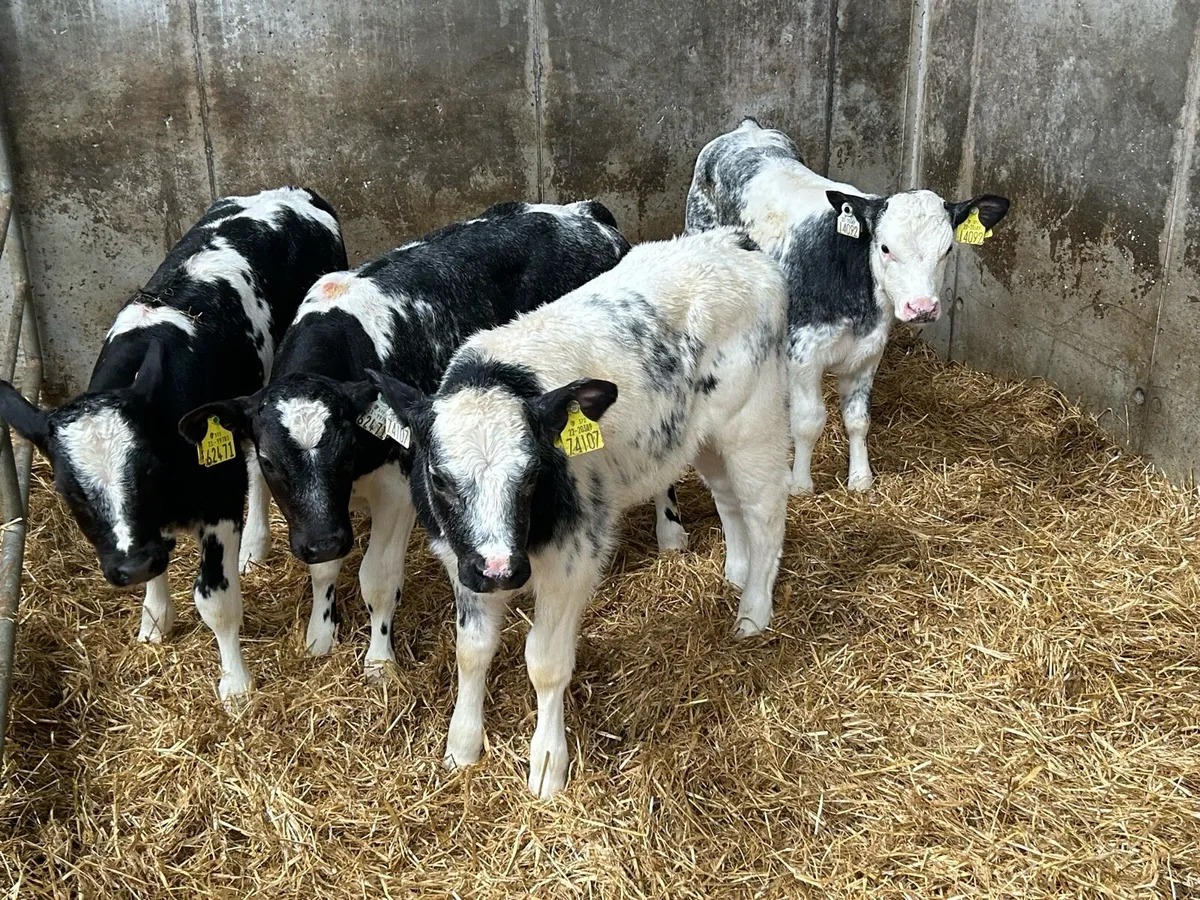 Quality Belgium Blue Heifers - Image 1