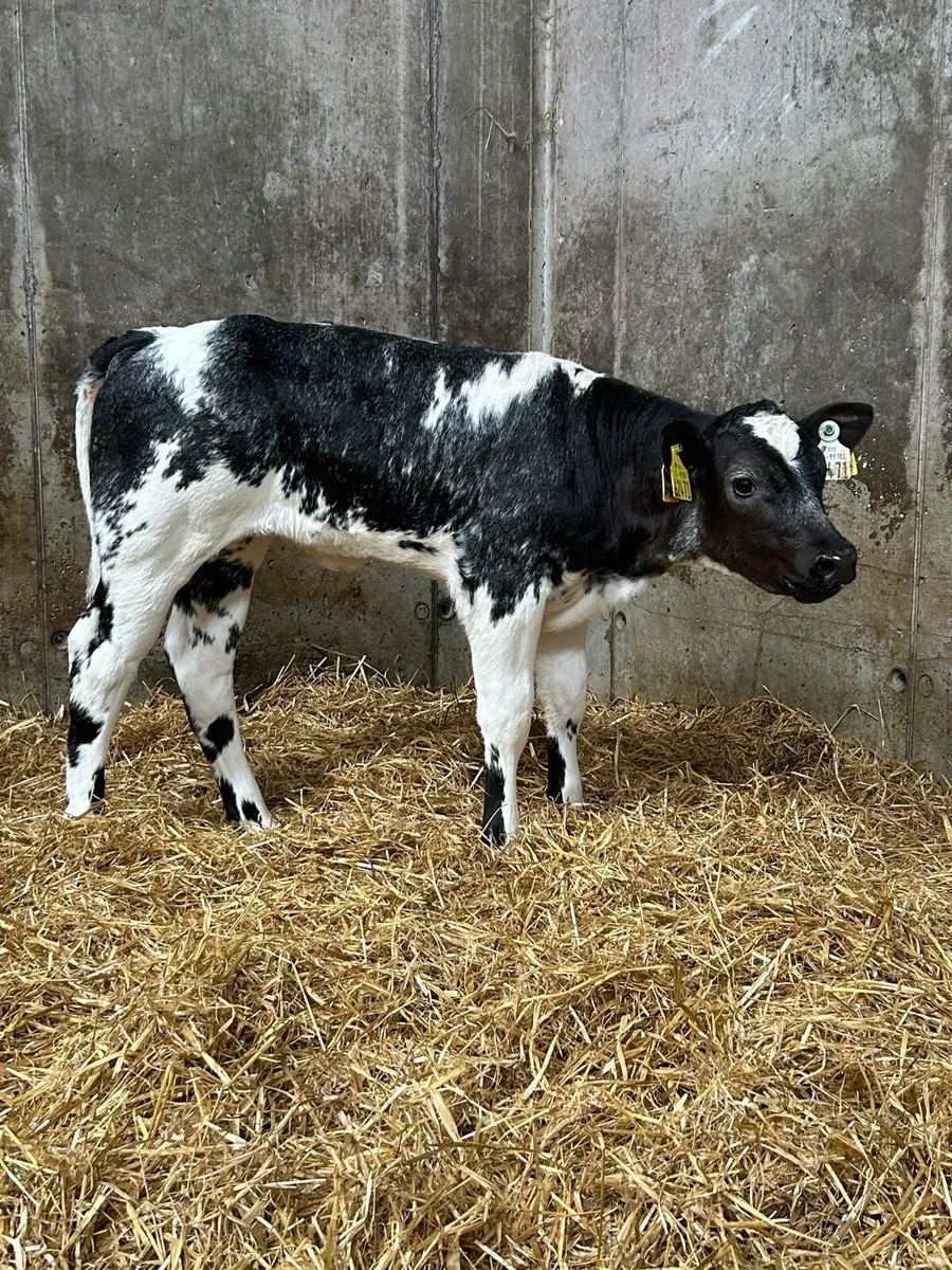 Quality Belgium Blue Heifers - Image 2