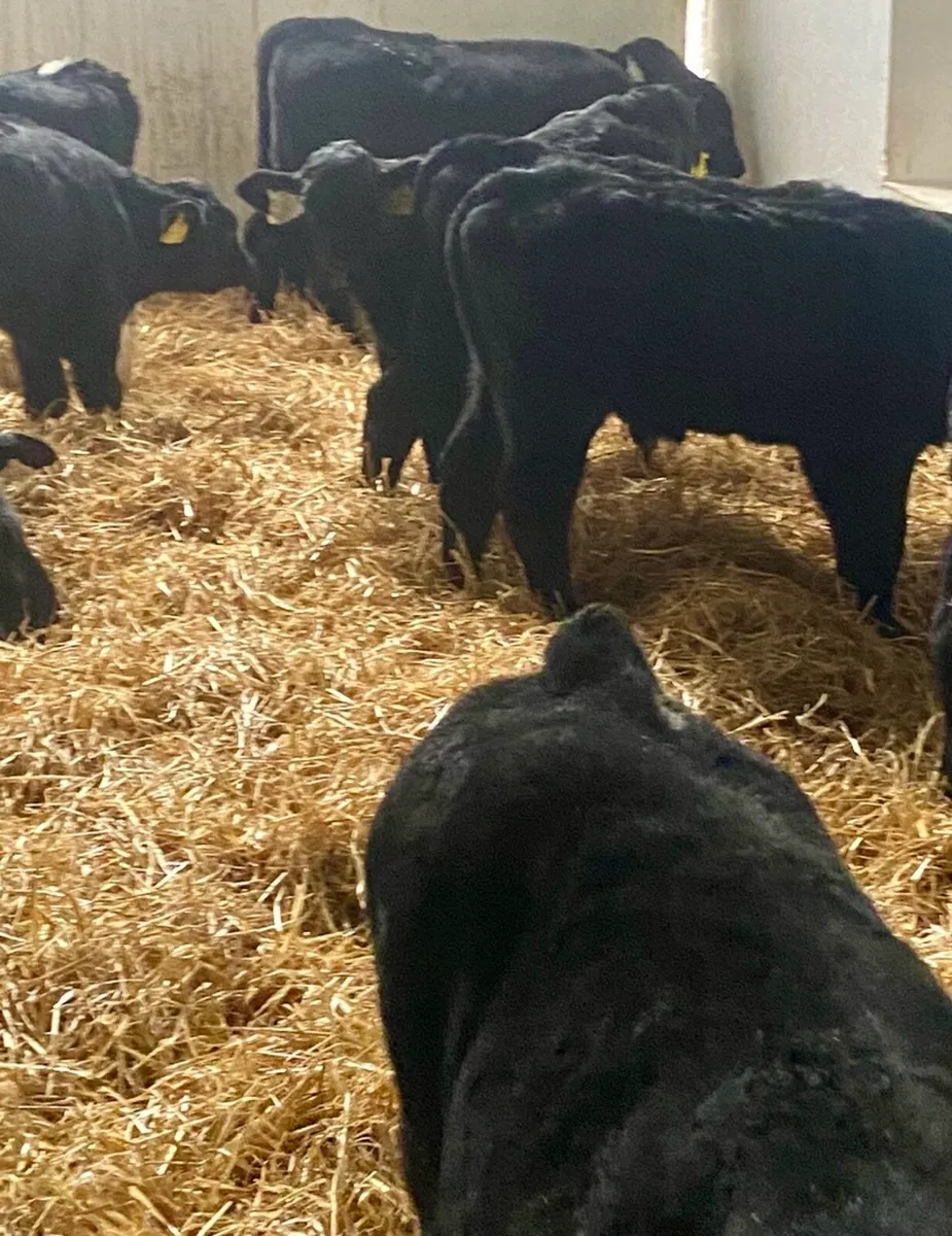 15 ABERDEEN ANGUS HEIFER CALVES - Image 2