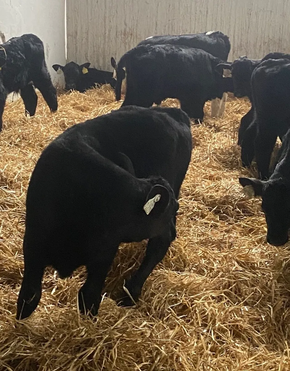15 ABERDEEN ANGUS HEIFER CALVES - Image 1