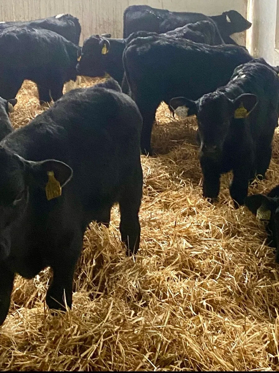 15 ABERDEEN ANGUS HEIFER CALVES - Image 3