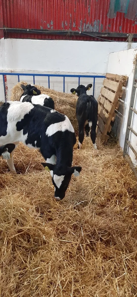 Strong british fr bull calves - Image 1