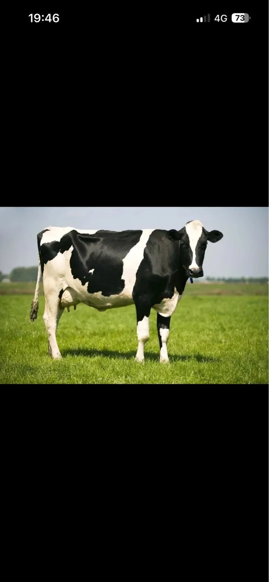 Wanted Freshly calved cows