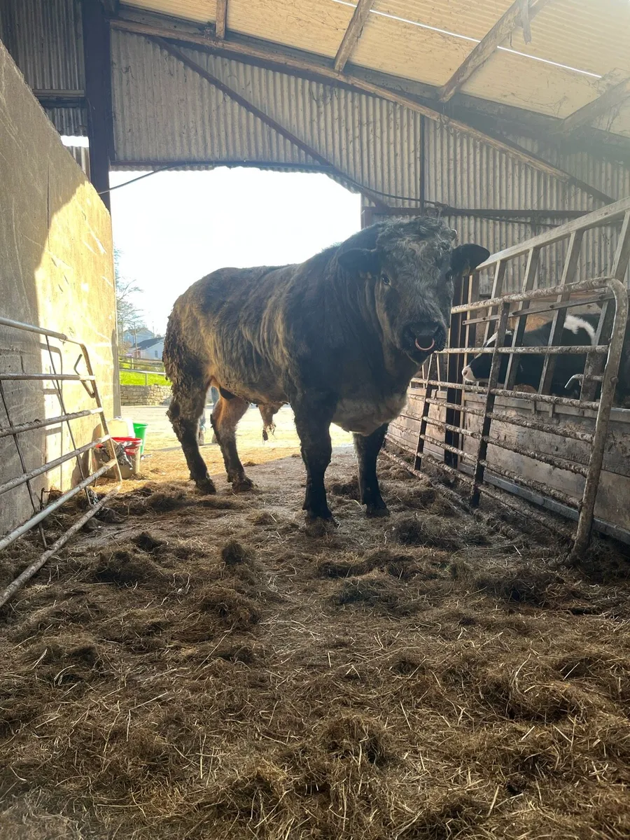 Stock bull - Image 1