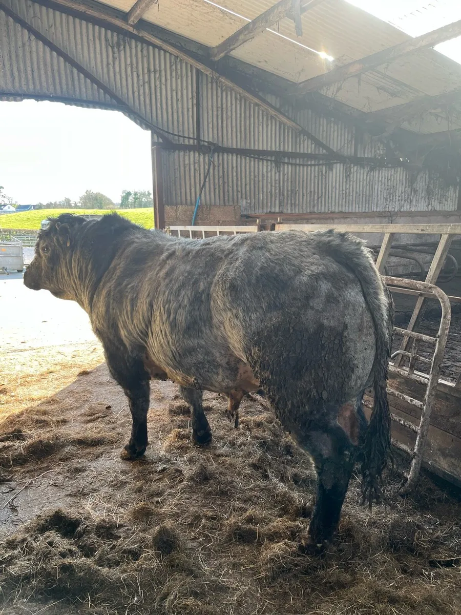 Stock bull - Image 2