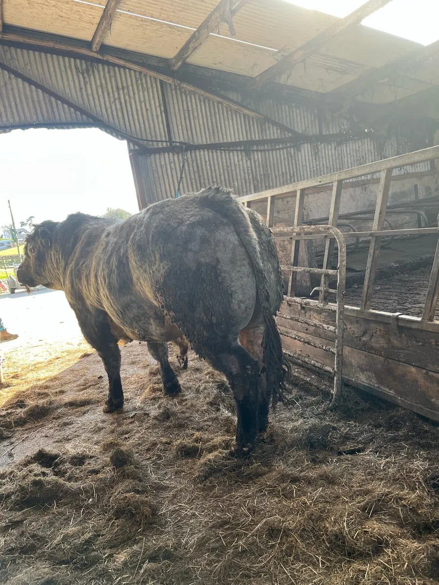 Stock bull - Image 3