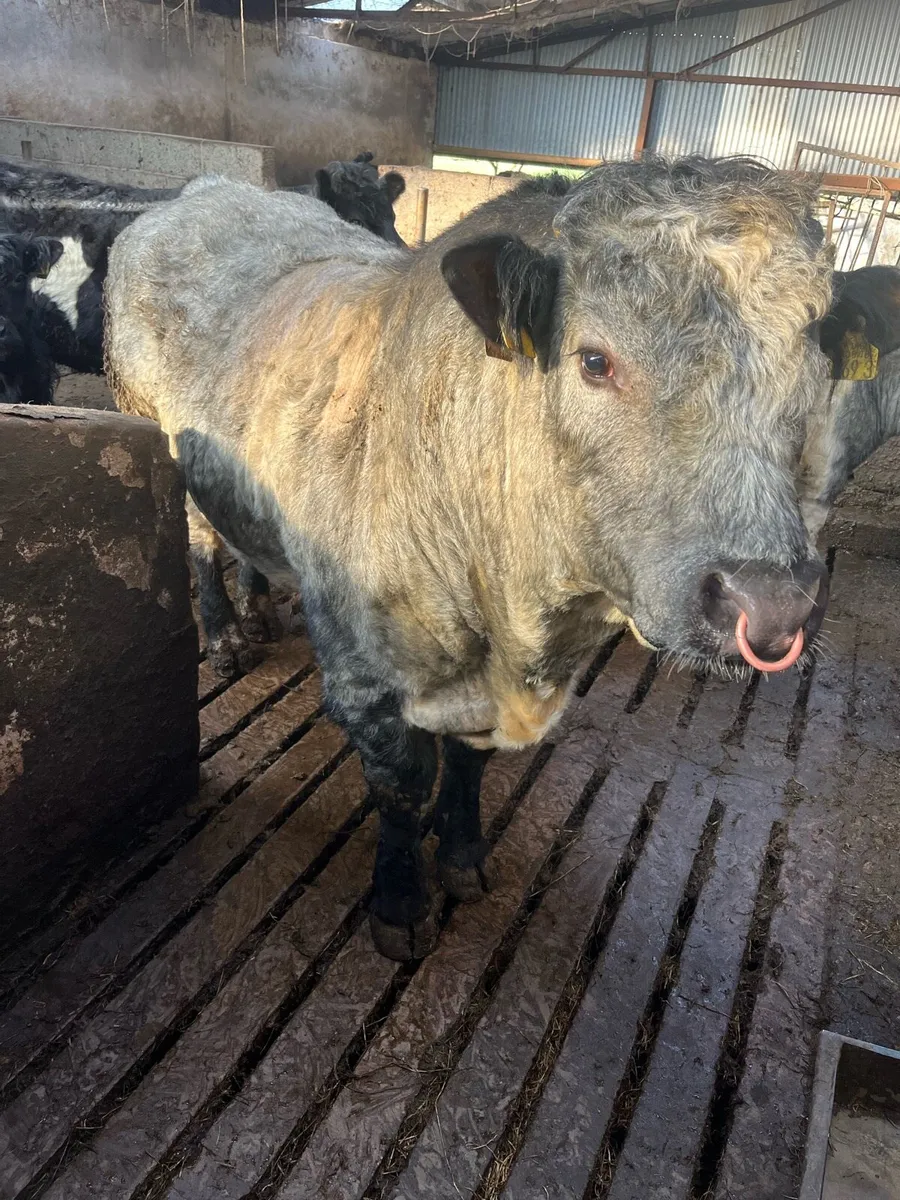 Stock bull - Image 4