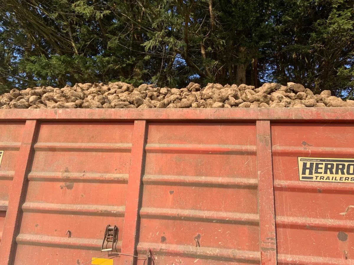 Cheap feed - Image 3