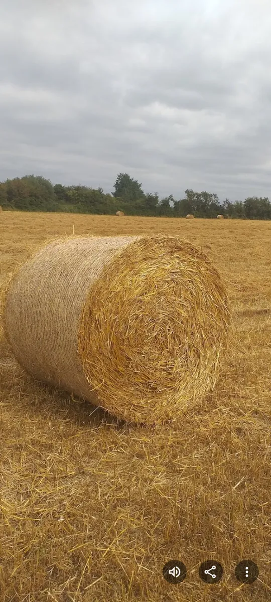 Barley straw 4x4 - Image 1