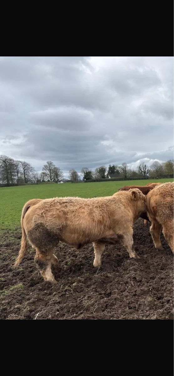 Kilcullen mart weanling & cow show&sale - Image 1