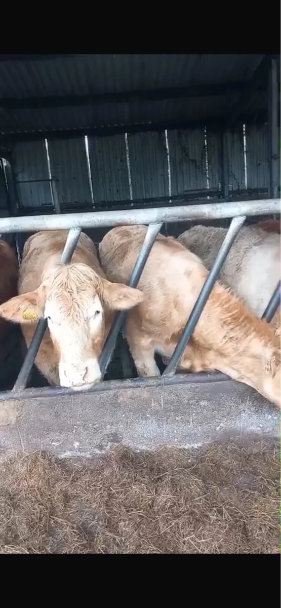 Heifers 4 star - Image 1