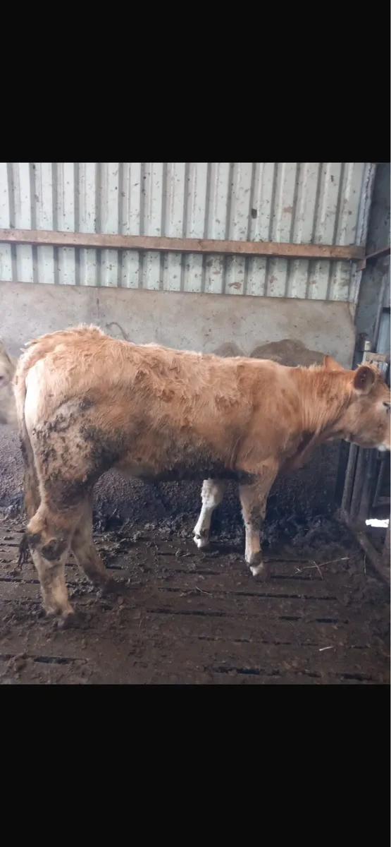 Heifers 4 star - Image 2