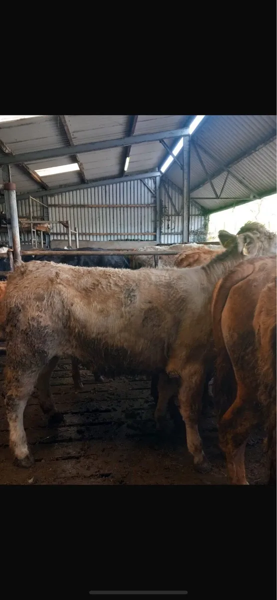 Heifers 4 star - Image 3