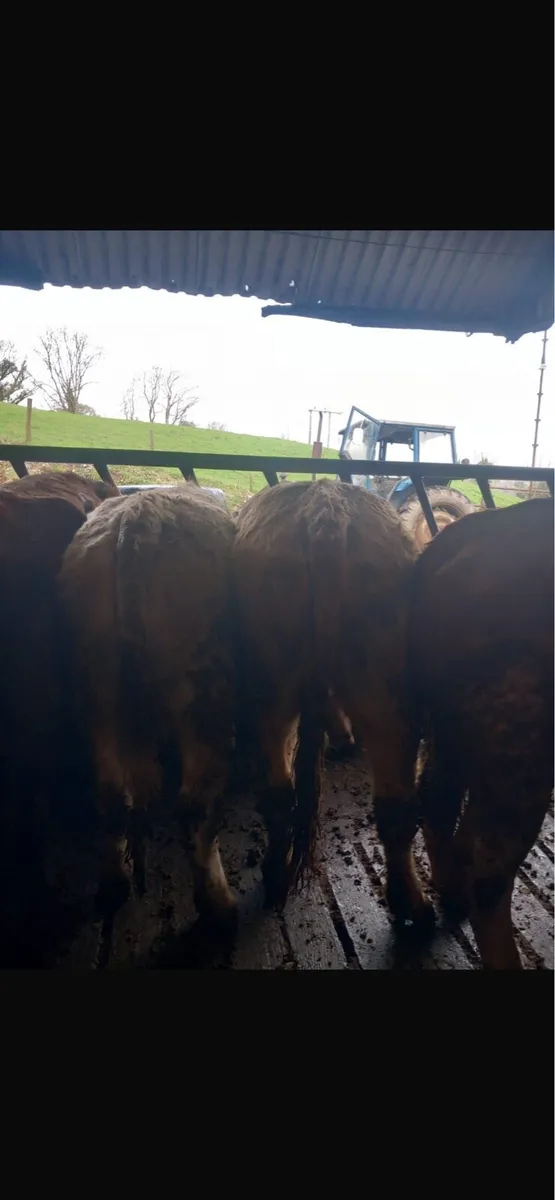 Heifers 4 star - Image 4