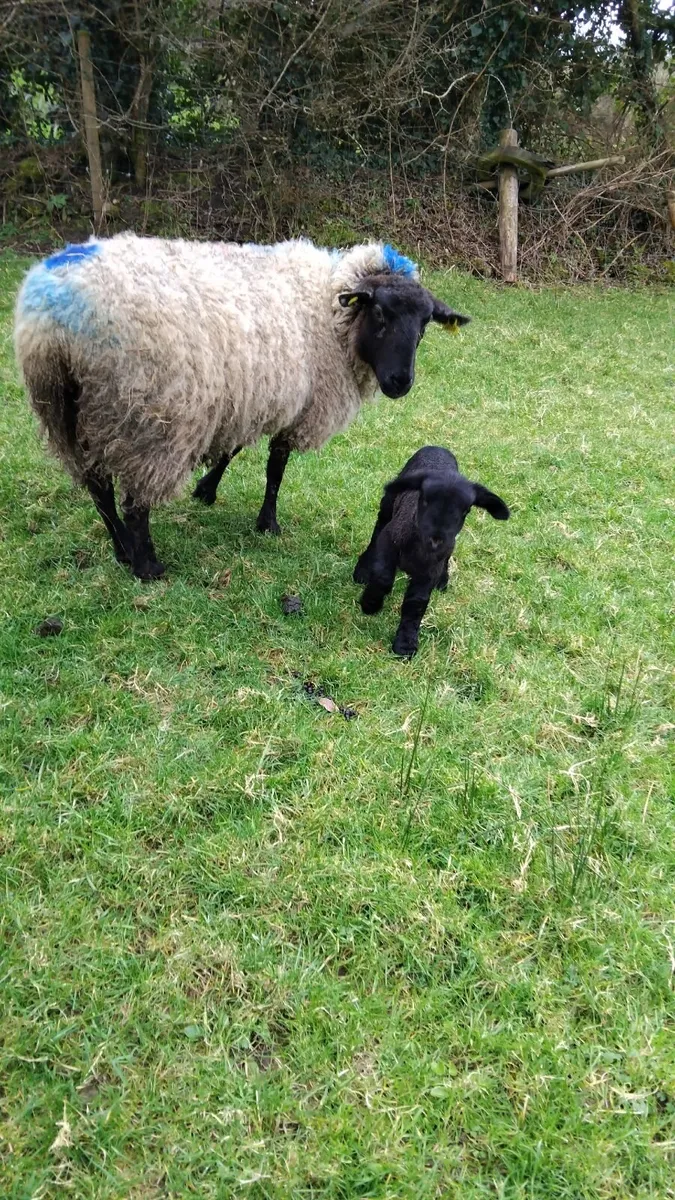 Sheep and lamb - Image 1