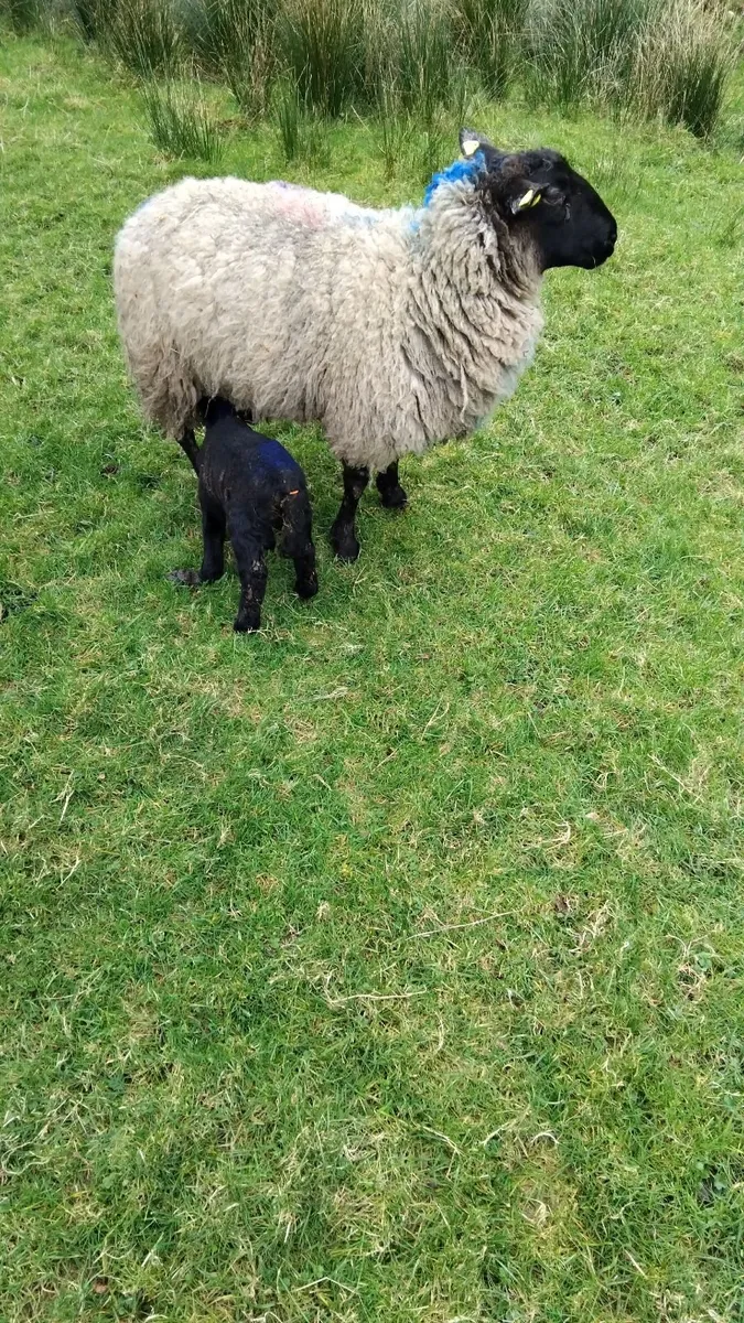 Sheep and lamb - Image 2