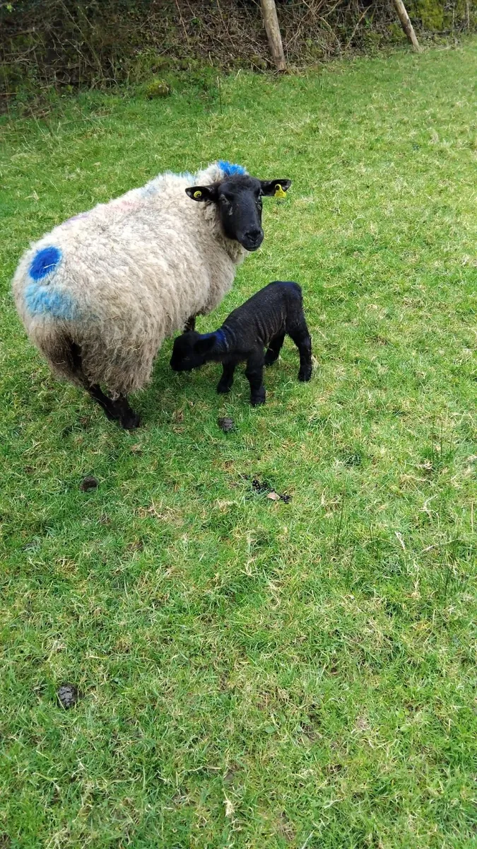 Sheep and lamb - Image 3