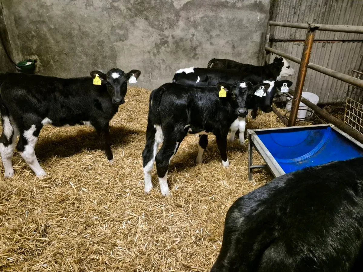 6 Friesian Calves - Image 2