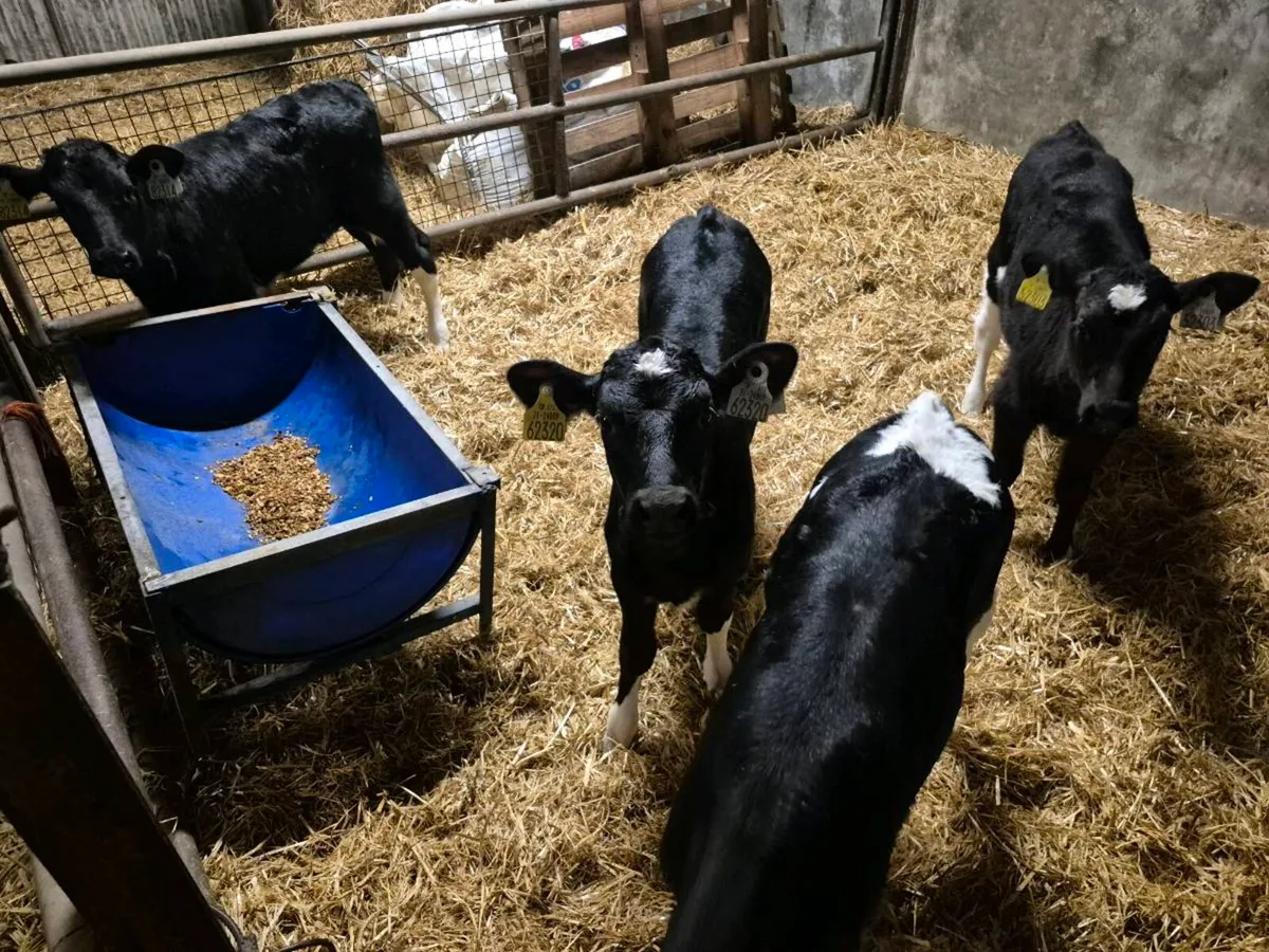 6 Friesian Calves - Image 3